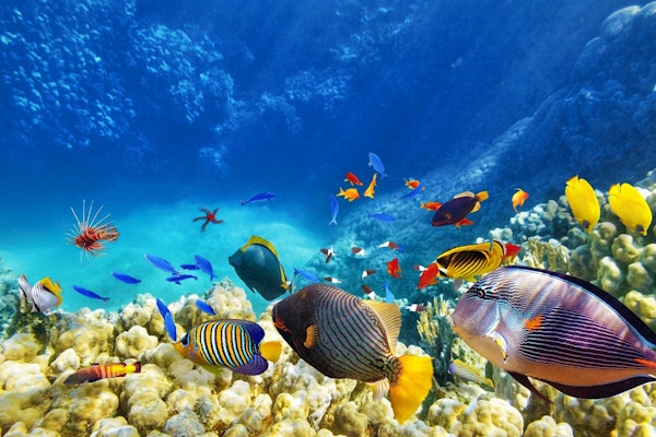Färgglada tropiska fiskar.