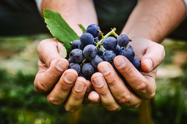 Några händer håller en massa färska blå druvor.