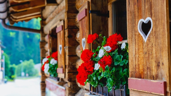 Typiska bayerska eller österrikiska träfönster med röda pelargonblommor på hus i Österrike eller Tyskland.