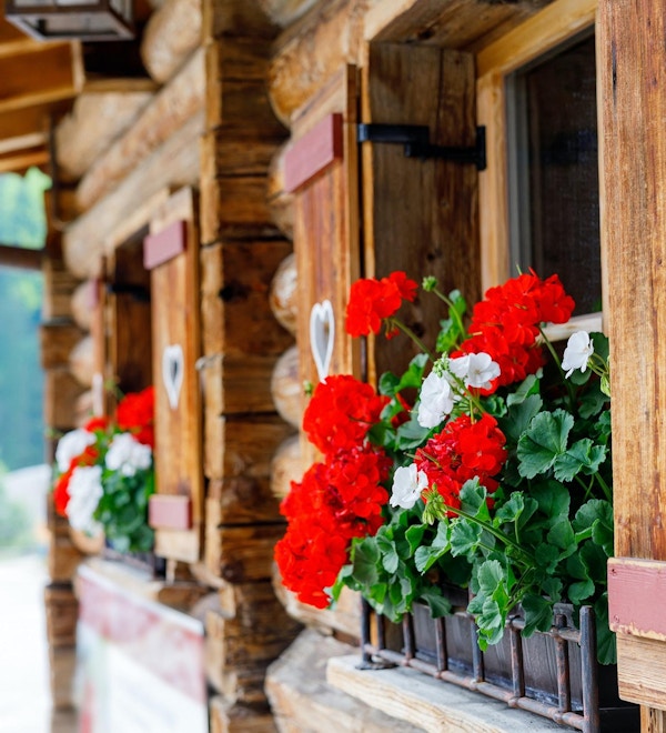 Typiska bayerska eller österrikiska träfönster med röda pelargonblommor på hus i Österrike eller Tyskland.