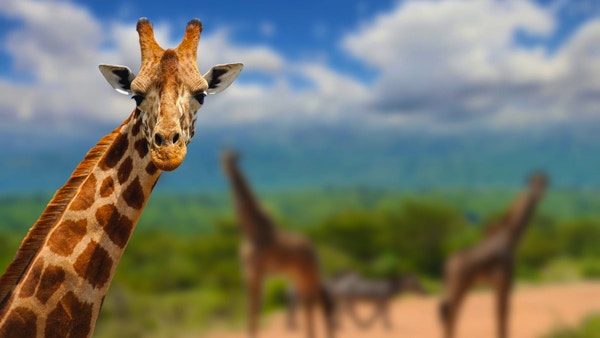 Giraff på savannah i Afrika, Kenya i Kenya