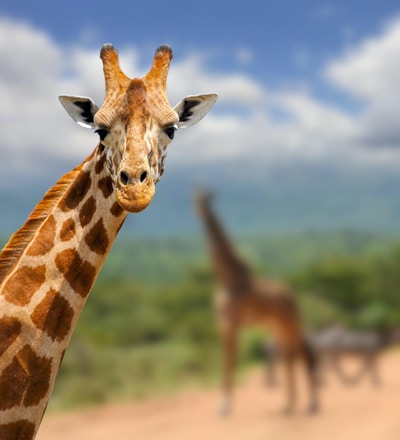 Giraff på savannah i Afrika, Kenya i Kenya