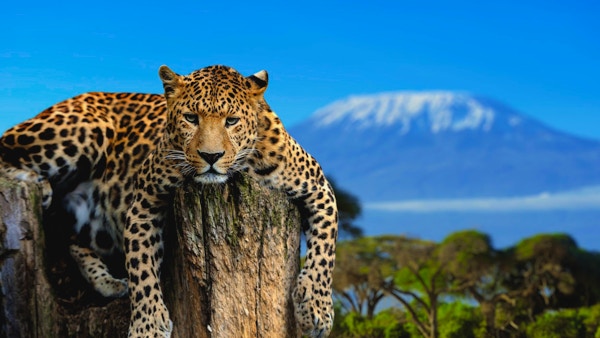 Leopard som sitter på ett träd på en bakgrund av Kilimanjaro-berget