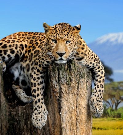 Leopard som sitter på ett träd på en bakgrund av Kilimanjaro-berget