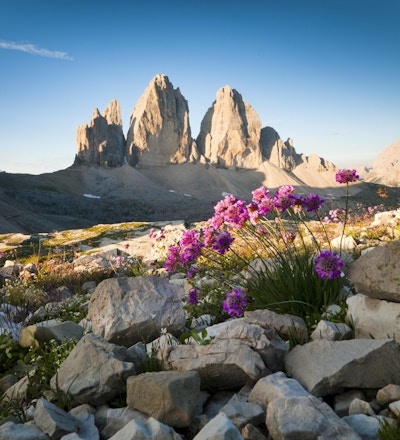 "Tre Cime di Lavaredo och vilda blommor (Dolomiterna, Italien) Fler bilder om Dolomiterna"