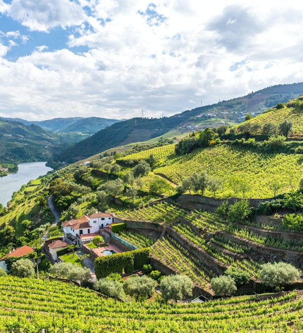 Vinodlingar och landskap i Douro-regionen i Portugal