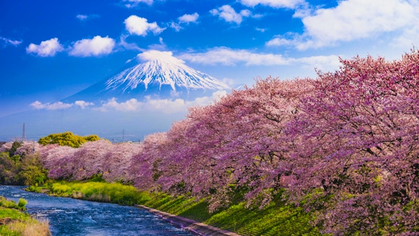 Mt. Fuji, Japan och floden på våren.