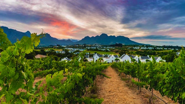 Vinrankor på vingård precis utanför Stellenbosch, berg, solnedgång, Stellenbosch, Sydafrika