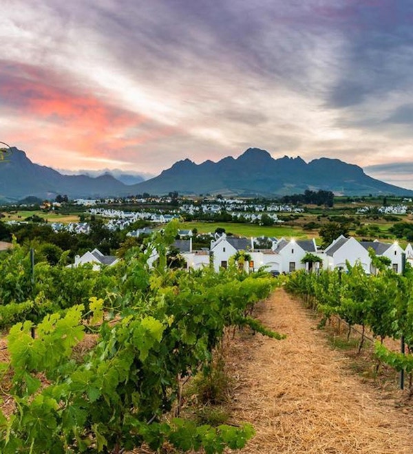Vinrankor på vingård precis utanför Stellenbosch, berg, solnedgång, Stellenbosch, Sydafrika