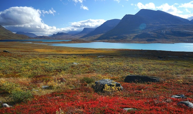 Röda och gula buskar prickar med livfulla färger i den arktiska dalen och sjöarna som kramar bergets bas, i svenska Lappland (nära Alesjaure-sjön).
