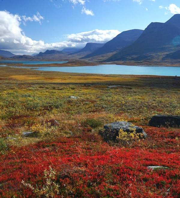 Röda och gula buskar prickar med livfulla färger i den arktiska dalen och sjöarna som kramar bergets bas, i svenska Lappland (nära Alesjaure-sjön).