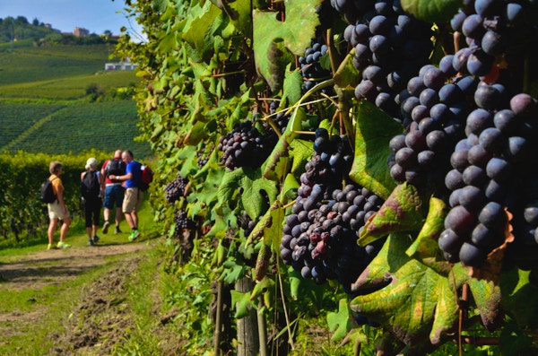 Barolo vin vandring 2