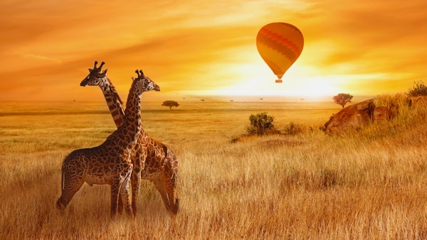 Giraffer i den afrikanska savannen mot bakgrund av den orange solnedgången. Flyg av en ballong på himlen ovanför savannen. Afrika. Tanzania.