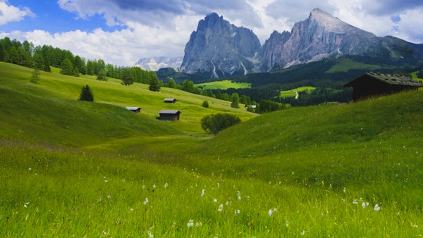 Alpe di Siusi, i bakgrunden Sasso Platto och Sassolungo. Landmärken för Dolomiterna. (UNESCO - världsarv i Sydtyrol, Italien).