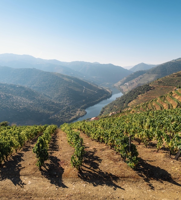 Vinrankor och floden Douro i bakgrunden