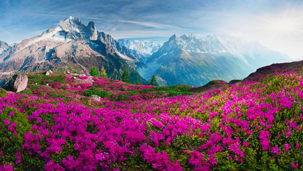 De skarpa alpina topparna i Mont Blanc med snö och glaciärer svänger över vårängarna, där rododendroner blommar - delikata doftande vårblommor