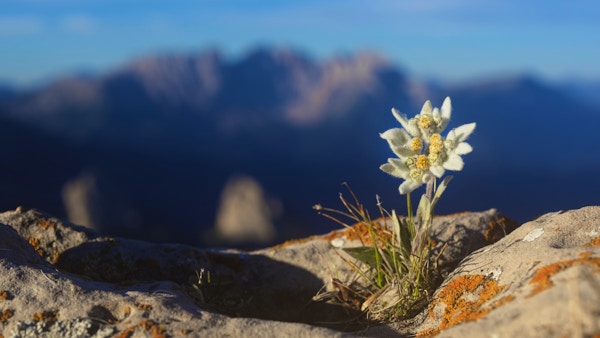 Edelweiss växer på toppen av ett berg.