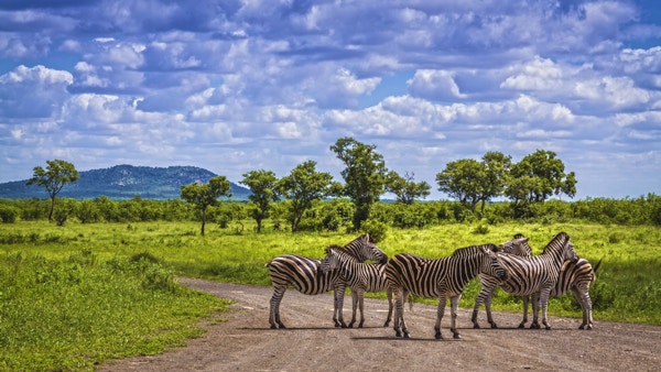 Zebror på savannen i den Kruger nationalparken, Sydafrika.