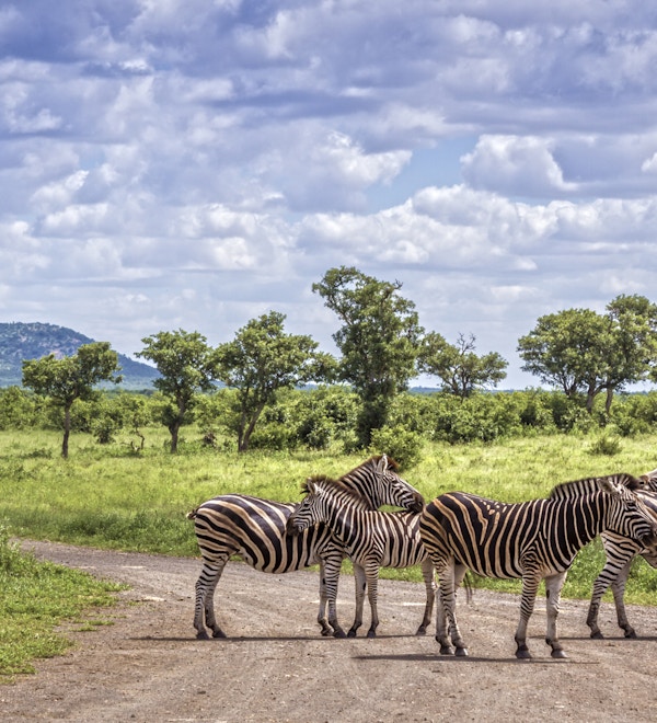 Zebror på savannen i den Kruger nationalparken, Sydafrika.