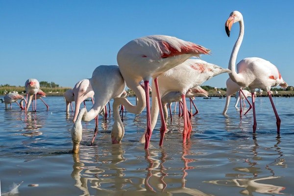 En stor grupp rosa flamingo fotograferade underifrån (Camargue, Frankrike)