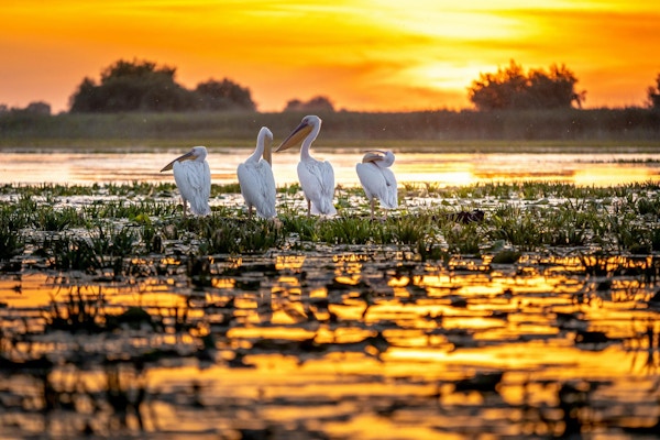 Donau Delta, Rumänien. Pelikaner vid soluppgång