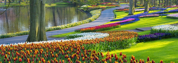 Färgrika tulpaner längs ett damm i en park. Platsen är Keukenhof Gardens, Nederländerna