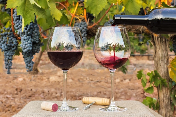 Foto av rött vin hälls i glas från flaskan på suddig bakgrund av en vingård precis före skörden, med hängande druvor. Med korkskruv och vintage korkskruv