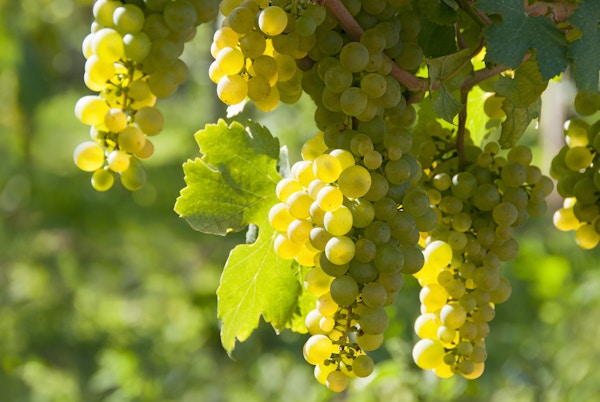 Vindruvor i det berömda österrikiska vinodlingsområdet Wachau (Spitz), Nedre Österrike