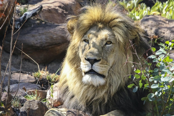 Afrikanskt lejon