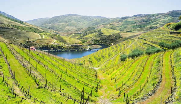 Vingårdar och landskap av floden Douro, Portugal