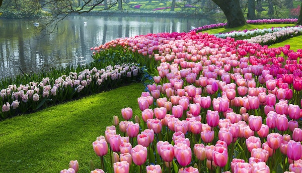 Parkera med mångfärgade tulpaner, påskliljor och druvhyacinter längs en damm. Platsen är Keukenhof trädgård, Nederländerna.