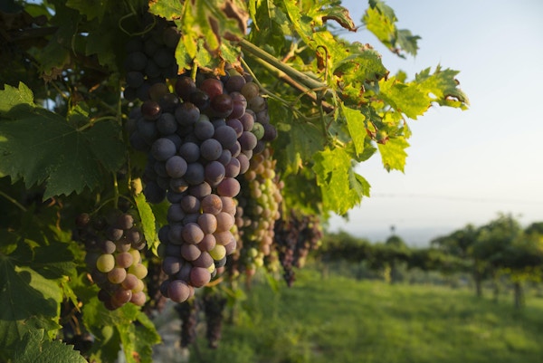 Corvina Veronese druvor på en vinstock i en vingård i Valpolicella-området norr om Verona i Italien upplyst av varmt solljus