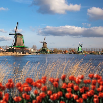 Traditionella holländska väderkvarnar med röda tulpaner i Zaanse Schans, Amsterdam-området, Holland Traditionella holländska väderkvarnar med röda tulpaner i Zaanse Schans, Amsterdam-området, Holland