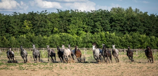 Panoramabilde av galopperende hester på en landlig dyregård sommer