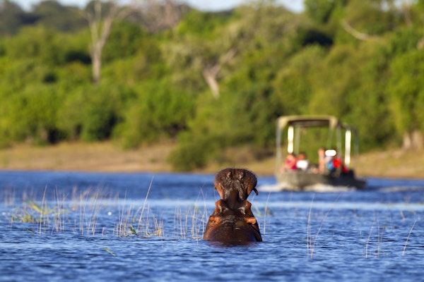 En flodhest gjesper ved en nærmer seg turistbåt på elven Chobe i Botswana