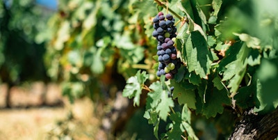 Vindruvor i klase på odling
