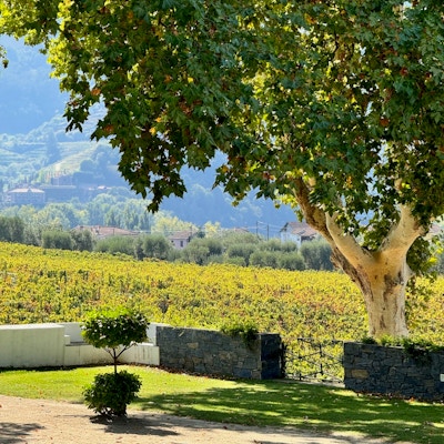 Vinodlingar på vingården Pacheca längs Douro