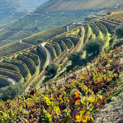 Vinodlingar längs Douro