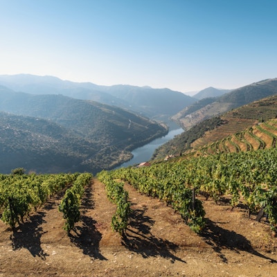 Vinrankor och floden Douro i bakgrunden