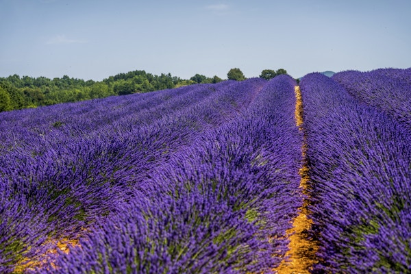Lavendel i Provence