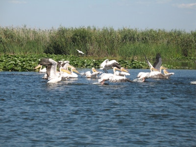 Pelikaner i vann