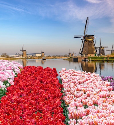 Holländsk väderkvarn på Kinderdijk by med tulpanfält