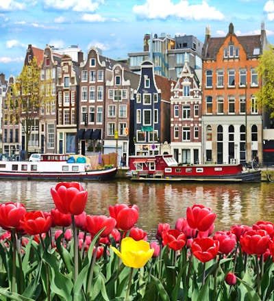 Vackert landskap med tulpaner och hus i Amsterdam, Holland (hälsningskort - koncept)