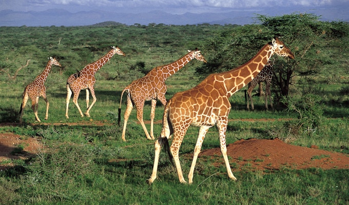 I Sydafrika har du möjlighet att titta på "The Big Five"