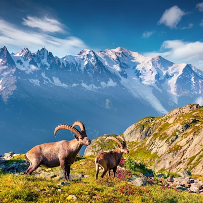Alpin Ibex (Capra Ibex) på Mont Blanc (Monte Bianco) bakgrunden. Färgglad sommarmorgon i Vallon de Berard Nature Preserve, Graian Alps, Frankrike, Europa.