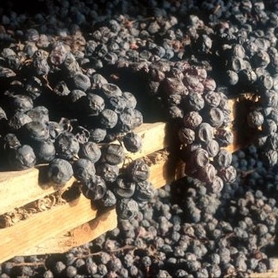 Vin vandring valpolicella amarone 2