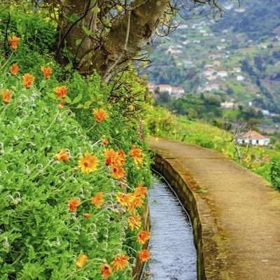 Liten flod på färgglada Madeira
