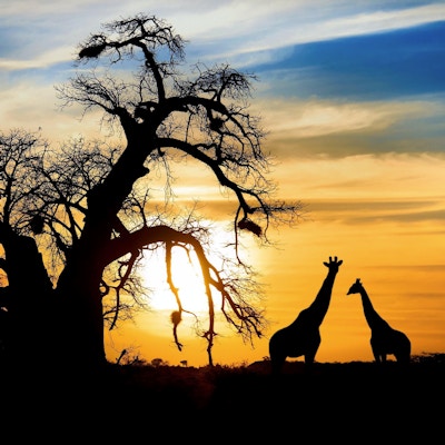 Spektakulär afrikansk solnedgång baobab och giraff