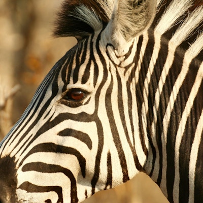 Zebra Makutsi
