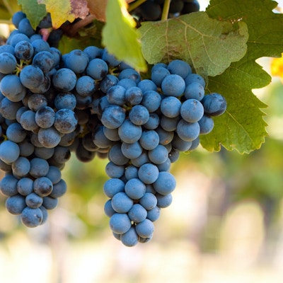 Grupp av blåa druvor på vinstock